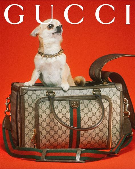 gucci dog bags sale|new Gucci pet collection.